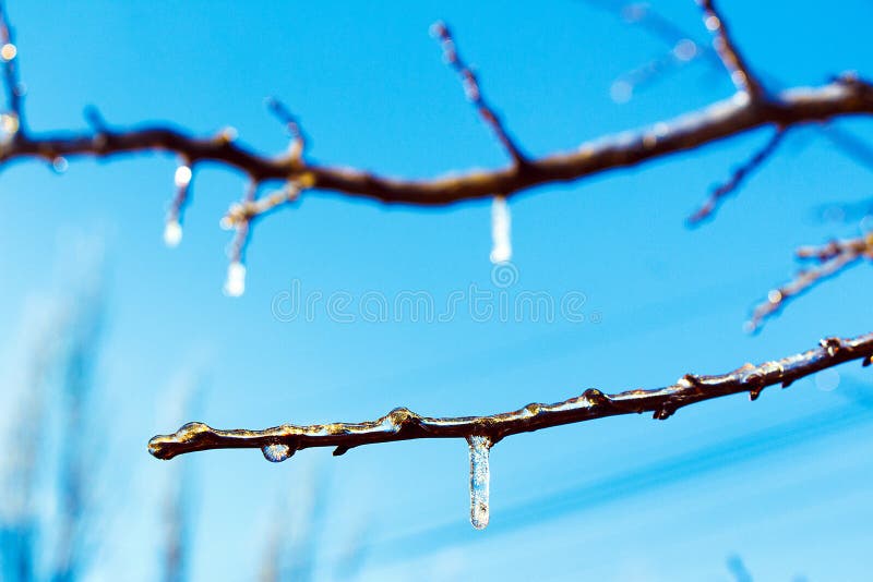 Sincelos nos ramos das árvores contra o céu azul imagem de stock Sincelos nos ramos das árvores contra o céu azul imagem de stock