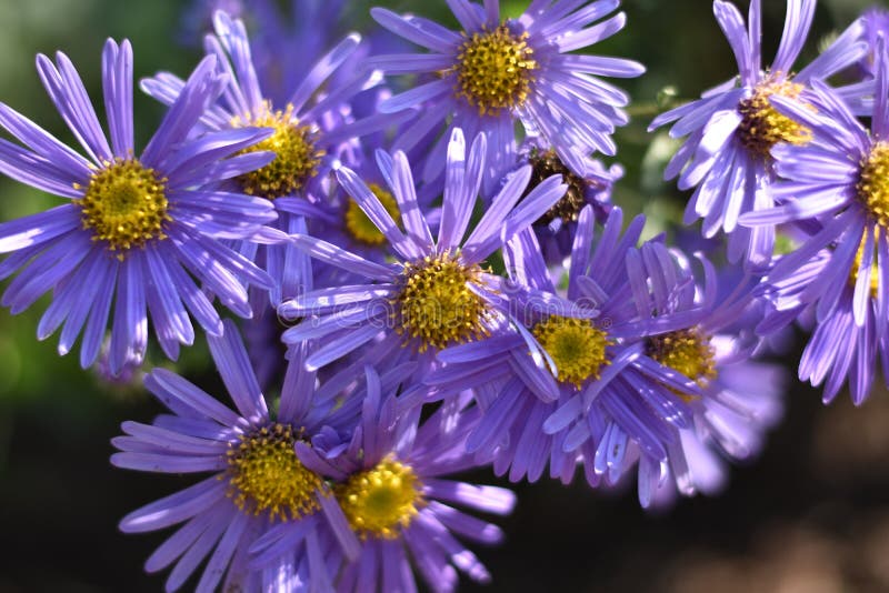 Sinfotrichio di conifere in autunno. Sinfotrichum autostolante in fioritura in un letto di fiore. più fiori color porpora e molti boccioli di fiori si vedono sullo sfondo, alcuni sfocati.