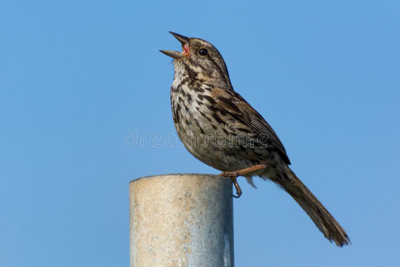 The bird species Melospiza melodia singing atop a fencepost at Bolsa Chica Ecological Preserve in Orange County, California. The bird species Melospiza melodia singing atop a fencepost at Bolsa Chica Ecological Preserve in Orange County, California.