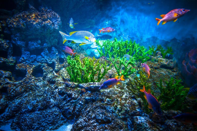 Singapore aquarium stock photo. Image of ocean, israel 54087570