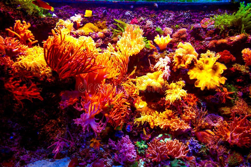 Singapore aquarium stock photo. Image of ocean, israel 54087570