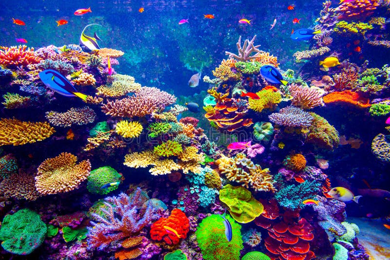 Singapore Aquarium Stock Photo Image 54087570