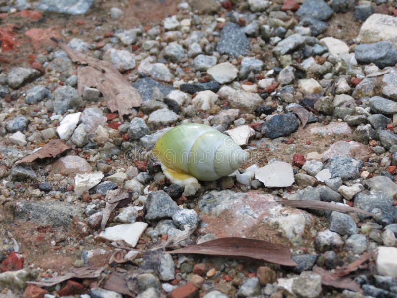Singapore green tree snail stock photo. Image of jungle 241012656