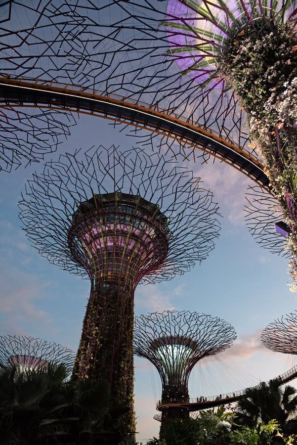 Singapore - marsch, 2016 Toppna träd på solnedgången i trädgårdar vid fjärden i Singapore, mars 2016 arkivfoton Singapore - marsch, 2016 Toppna träd på solnedgången i trädgårdar vid fjärden i Singapore, mars 2016 arkivfoton
