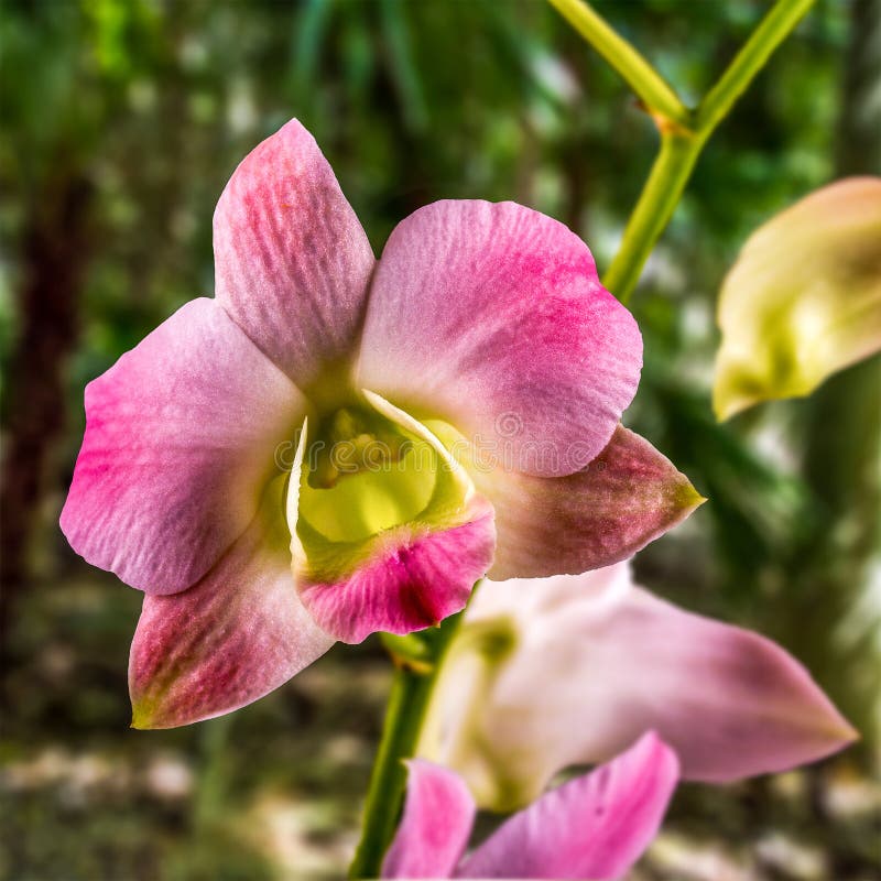 Singapore Orchid, Orchidaceae, Phalaenopsis.
