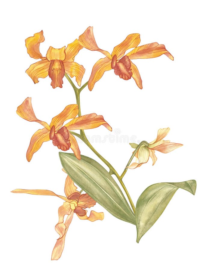 Singapur-Blume, Illustration von Saleha-Blumen Die nationale Blume von Singapur Gezeichnete orange Orchidee des Aquarells Hand lizenzfreie abbildung Singapur-Blume, Illustration von Saleha-Blumen Die nationale Blume von Singapur Gezeichnete orange Orchidee des Aquarells Hand lizenzfreie abbildung
