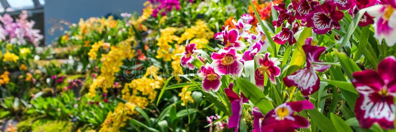 SINGAPUR - 11. NOVEMBER 2018: Farbenfrohe Orchideen in einem botanischen Garten mit selektivem Fokus lizenzfreies stockfoto SINGAPUR - 11. NOVEMBER 2018: Farbenfrohe Orchideen in einem botanischen Garten mit selektivem Fokus lizenzfreies stockfoto