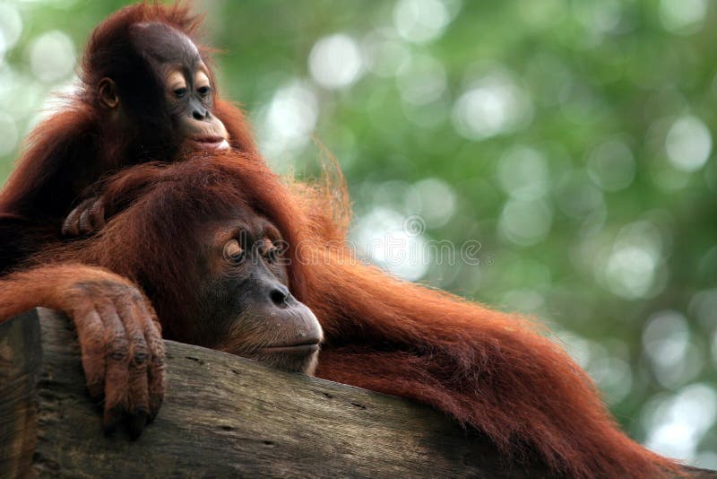 Singe photos libres de droits