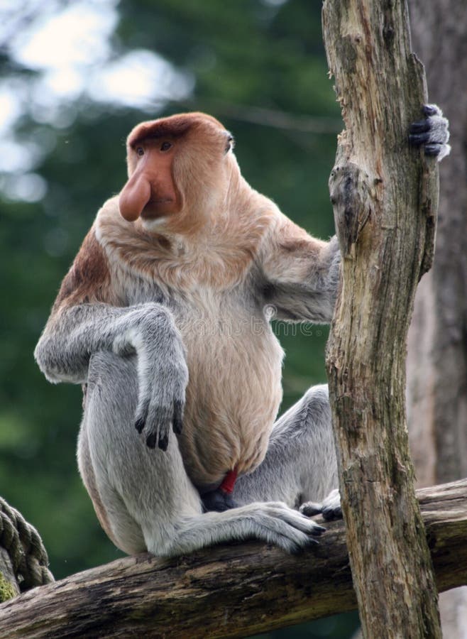 Grand singe se reposant sur un arbre