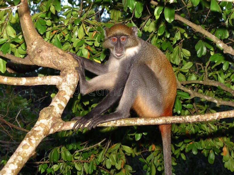 Singe Africain Dans Un Arbre Image stock - Image du long, stationnement
