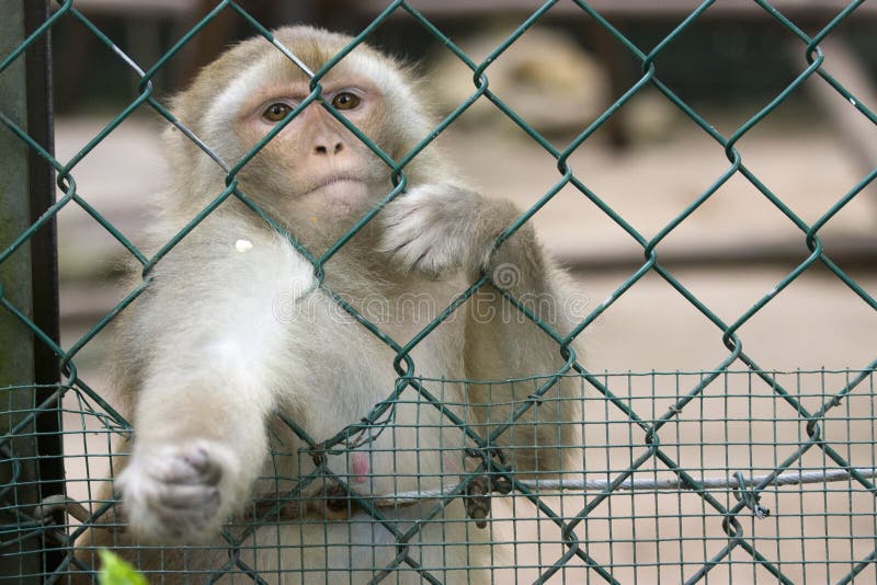 Singe au zoo image stock. Image du cage, animal, regard 14119173