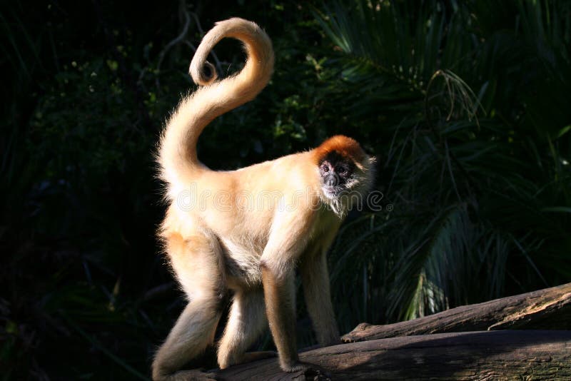 Singe à queue enroulée photos libres de droits