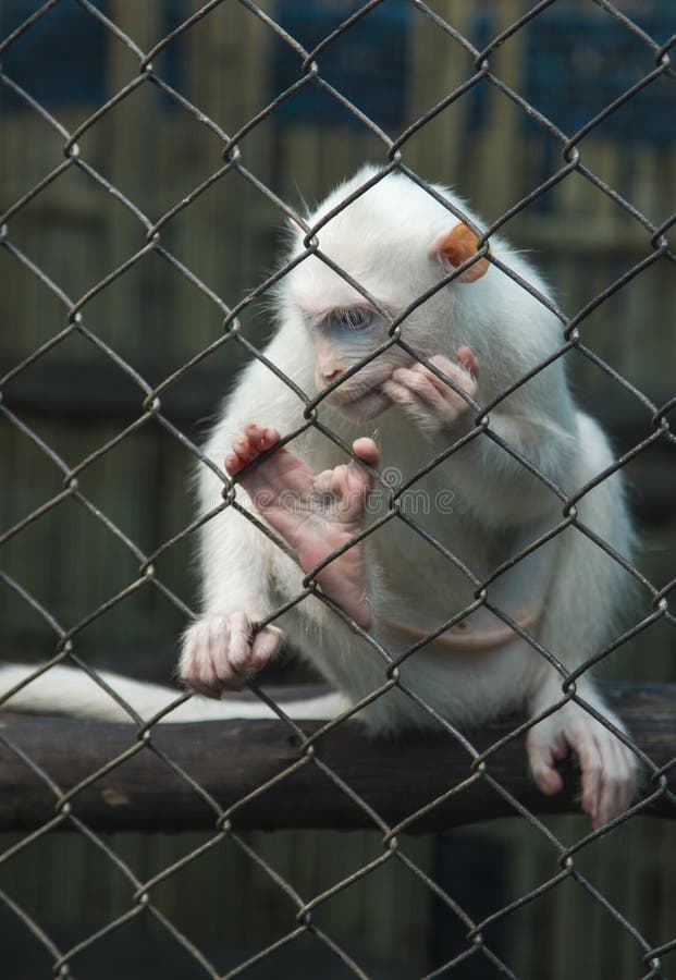 Singe blanc pensant dans une cage derrière des barres photographie stock libre de droits Singe blanc pensant dans une cage derrière des barres photographie stock libre de droits