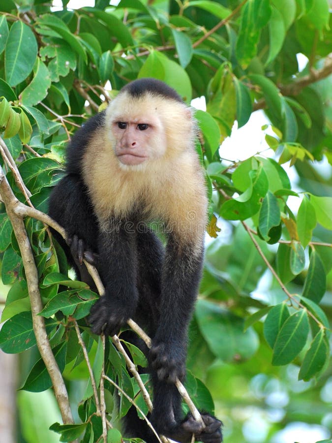 Singe Blanc-throated de capucin images libres de droits