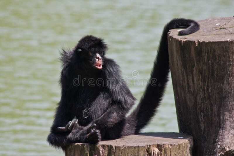 Singe d'araignée image stock Singe d'araignée image stock