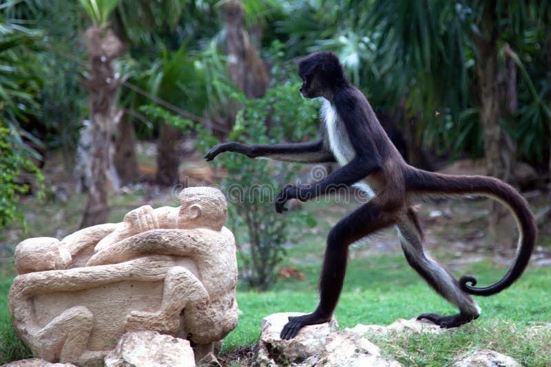 Singe d'araignée photo libre de droits