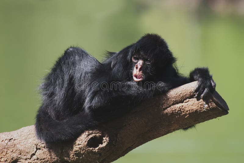 Singe d'araignée Black-faced image stock