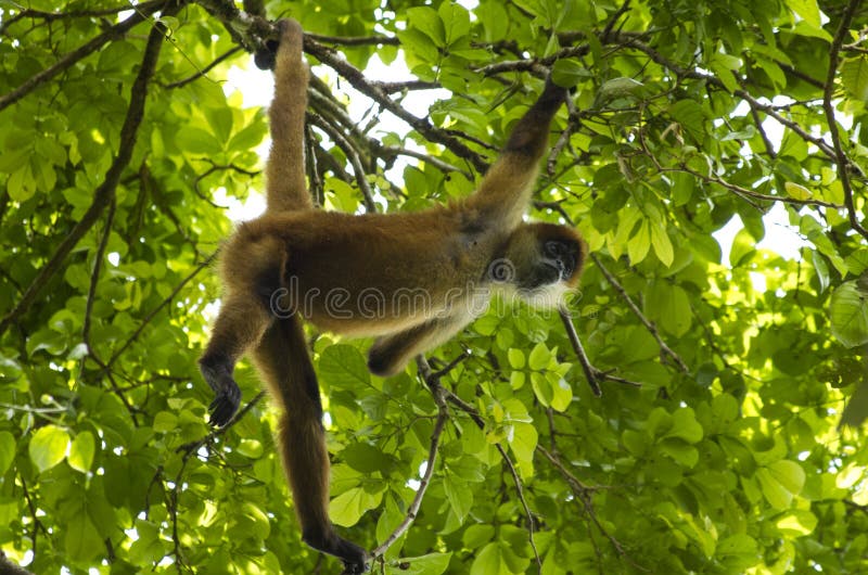 Singe d'araignée Costa Rica photo libre de droits