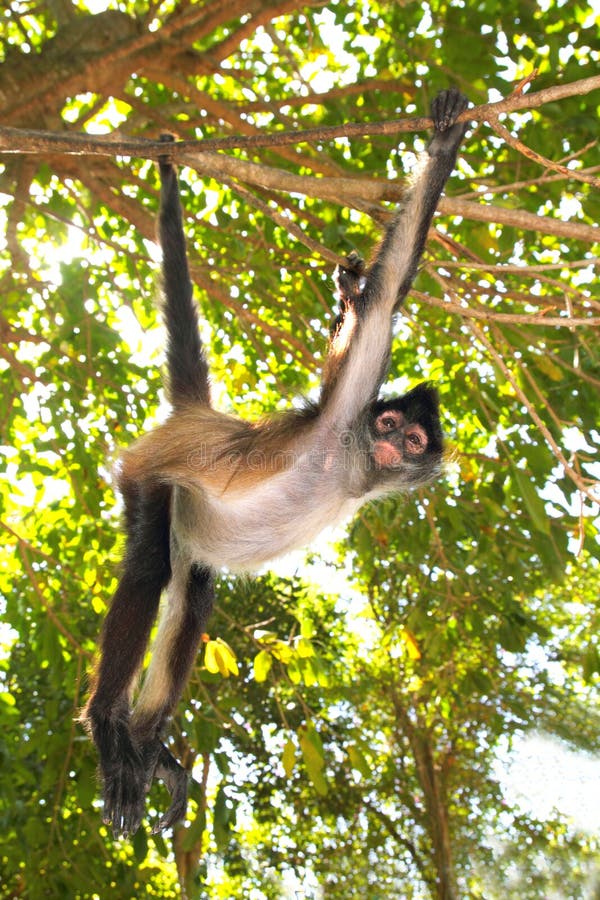 Singe d'araignée de geoffroyi d'Ateles Amérique Centrale photographie stock libre de droits