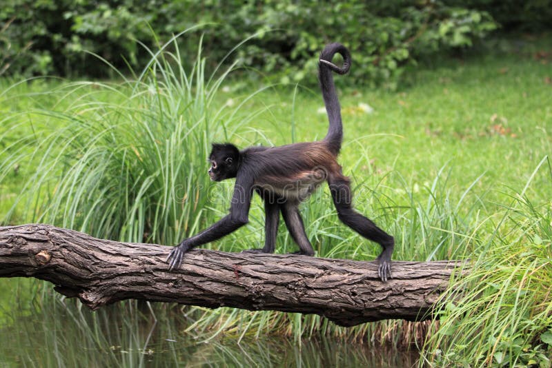 Singe d'araignée mexicain photographie stock libre de droits