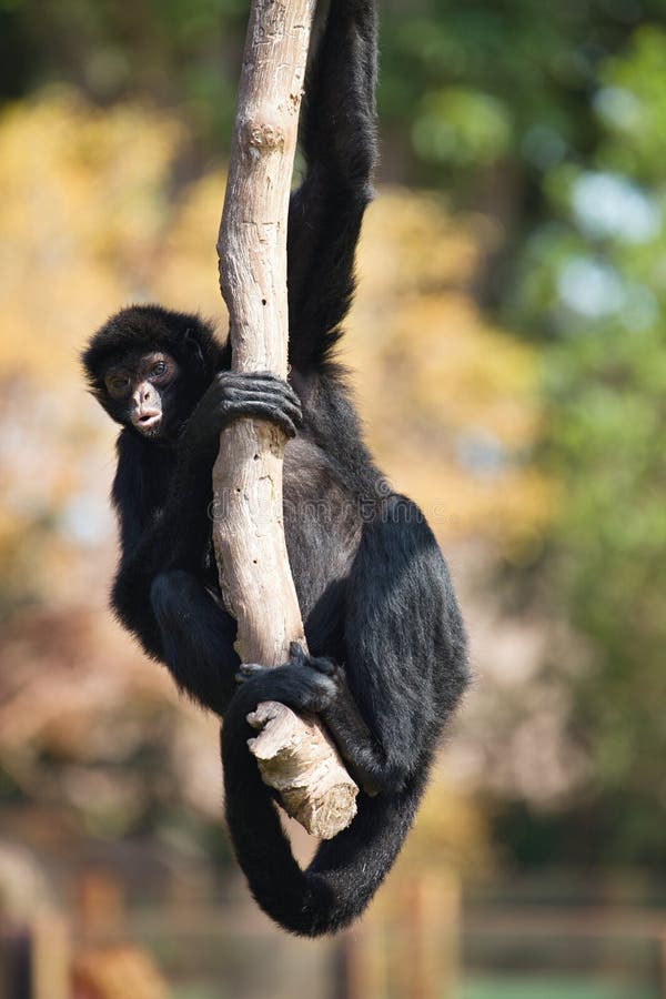 Singe d'araignée péruvien, chamek d'Ateles, se reposant dans un arbre images libres de droits Singe d'araignée péruvien, chamek d'Ateles, se reposant dans un arbre images libres de droits