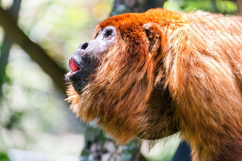 Singe d'hurleur rouge Alpha Male photo libre de droits