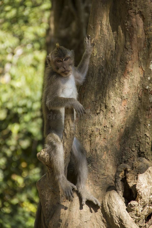 Singe dans l&rsquo;arbre photo stock. Image du île, jungle - 51780708