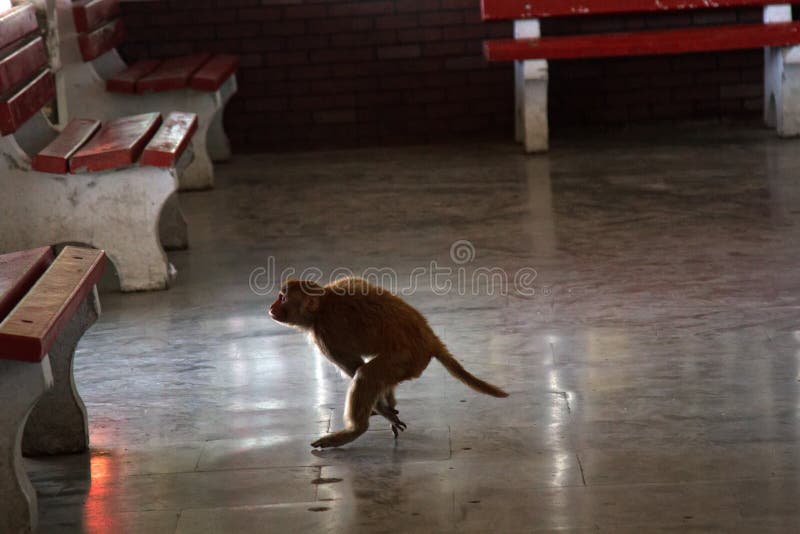 Singe dans l'automne libre Photo dr?le images stock Singe dans l'automne libre Photo dr?le images stock