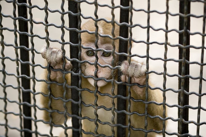 Singe dans la cage image stock. Image du animal, faune 5856201