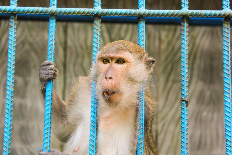 Singe Dans La Cage, Zoo Animal Image stock Image du dépression, chéri 39644761