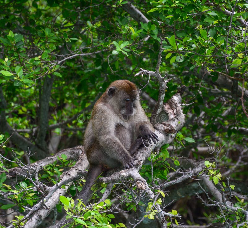 Singe dans la forêt profonde photographie stock libre de droits Singe dans la forêt profonde photographie stock libre de droits