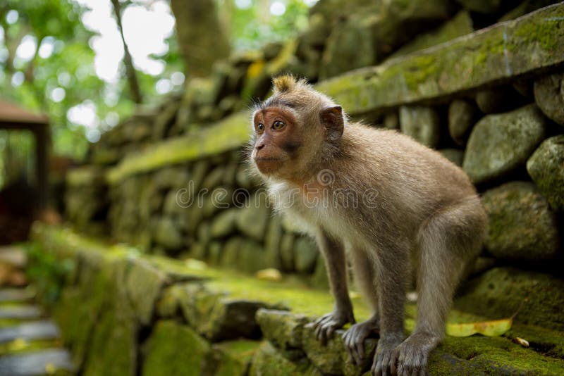 Singe dans Ubud Bali photographie stock