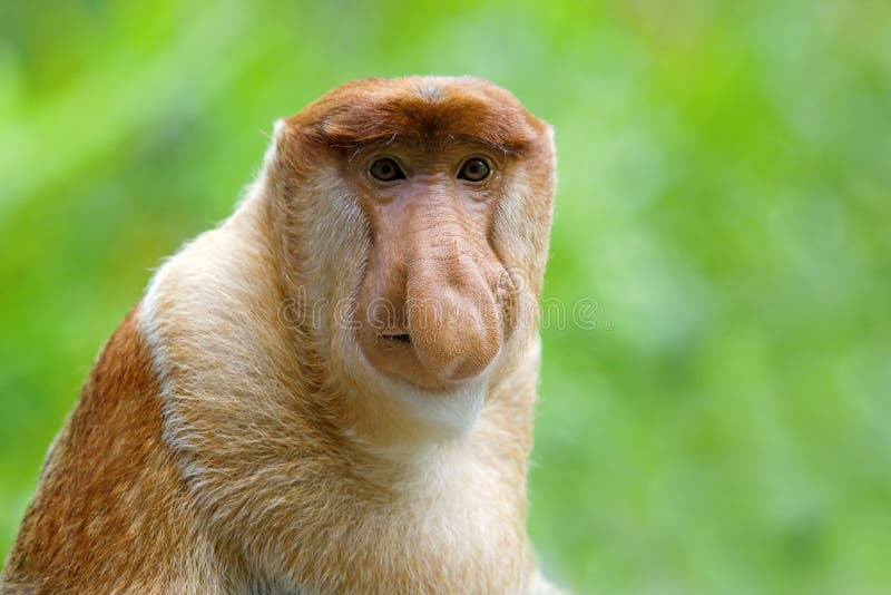 Singe de buse images stock