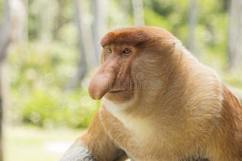 Singe de buse, mâle image libre de droits Singe de buse, mâle image libre de droits