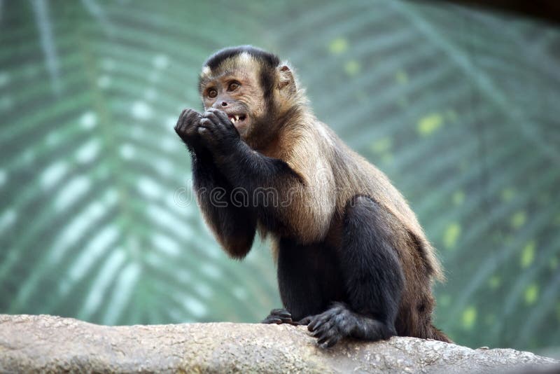 Singe de capucin photos libres de droits