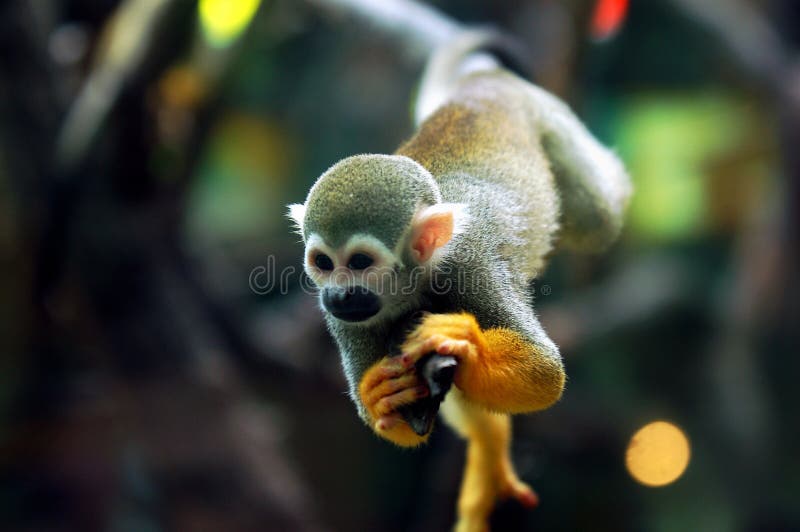 Singe de chéri photo stock