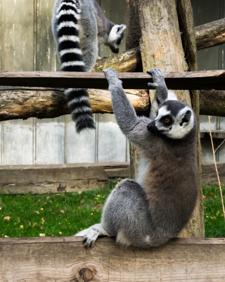 Singe de lémur coupé la queue par anneau drôle, jouant et balançant sur une planche en bois photographie stock Singe de lémur coupé la queue par anneau drôle, jouant et balançant sur une planche en bois photographie stock