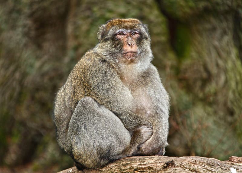 Singe de Macaque photographie stock libre de droits