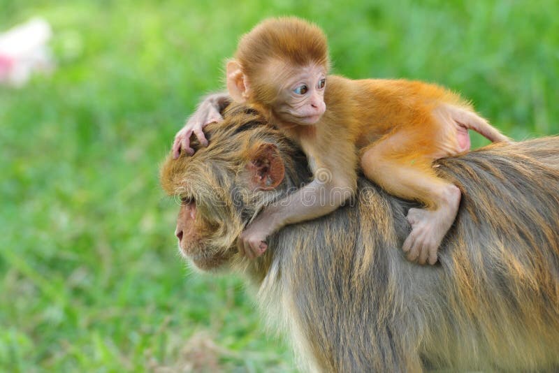 Singe de macaque de rhésus de chéri à Katmandou images libres de droits