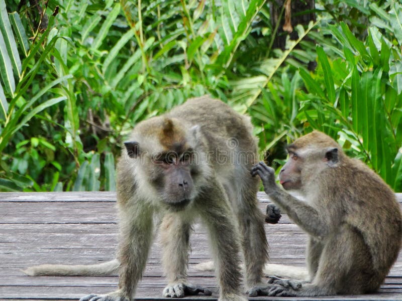 Singe de Makak dans la forêt humide du Bornéo images libres de droits Singe de Makak dans la forêt humide du Bornéo images libres de droits