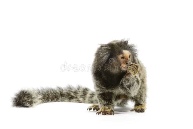 Singe de Marmoset photographie stock