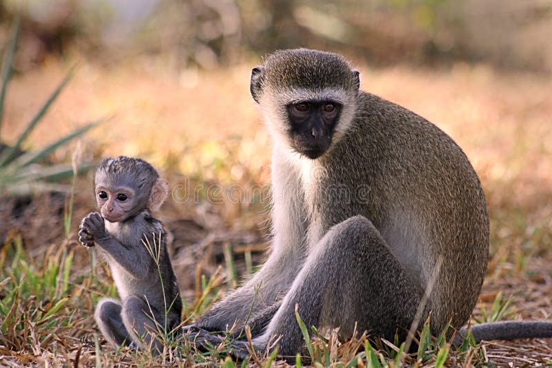 Singe de Vervet photographie stock libre de droits