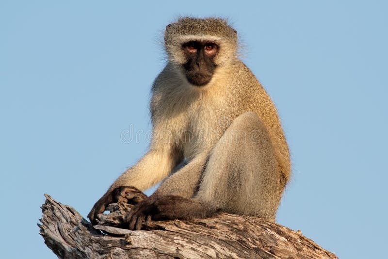 Singe de Vervet image libre de droits