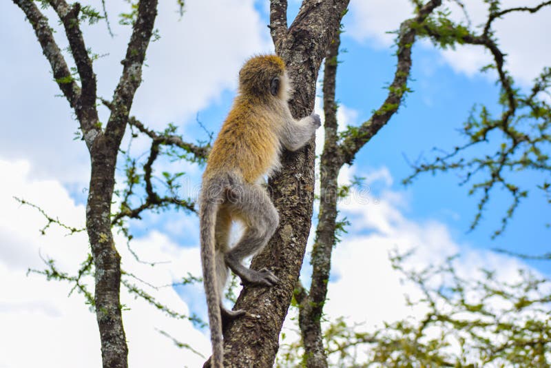 214 Photos de Le Singe Grimpe Un Arbre - Photos de stock gratuites et