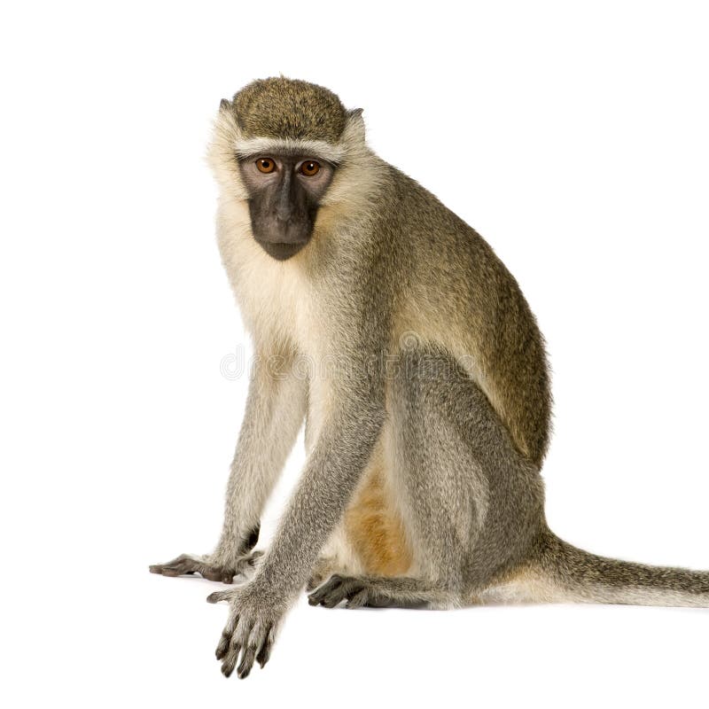 Singe de Vervet - pygerythrus de Chlorocebus photos stock