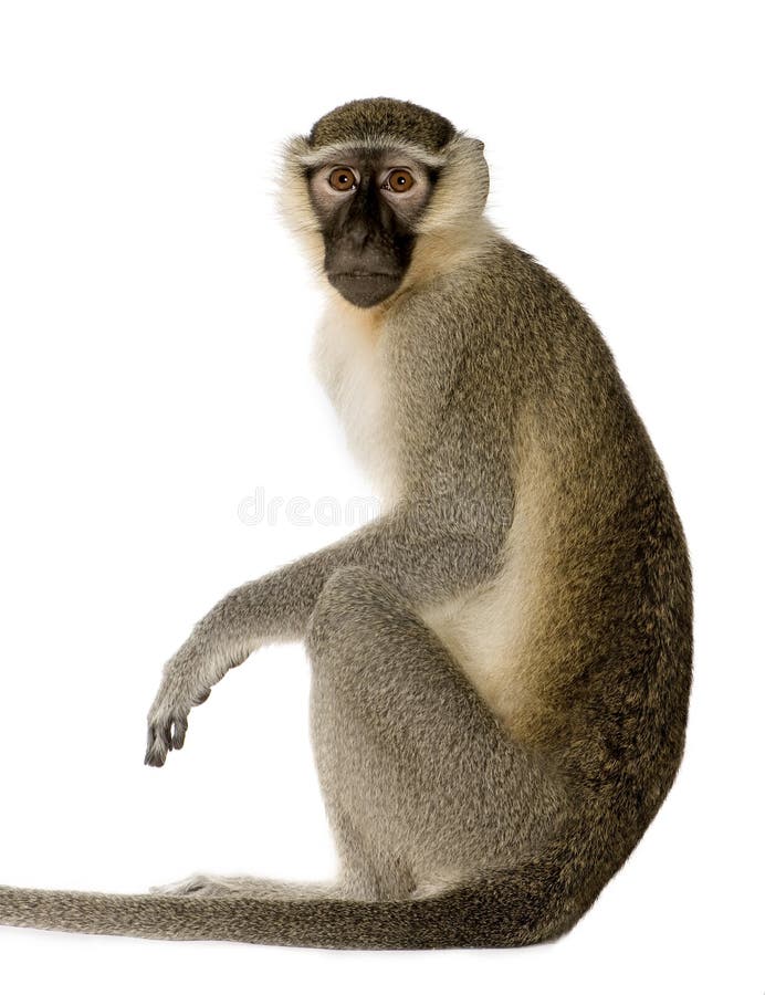 Singe de Vervet - pygerythrus de Chlorocebus photo libre de droits