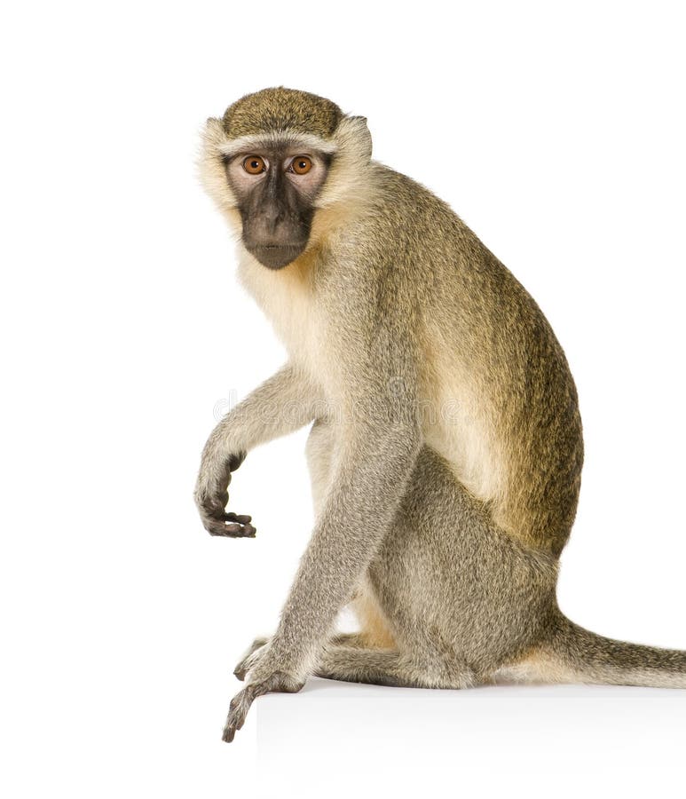 Singe de Vervet - pygerythrus de Chlorocebus photographie stock libre de droits