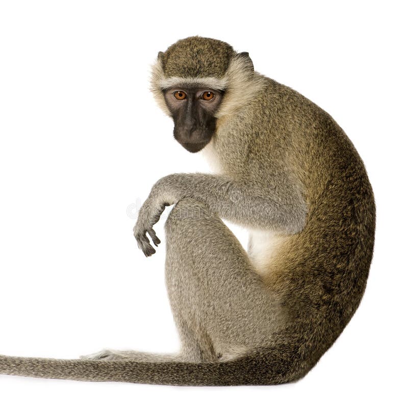 Singe de Vervet - pygerythrus de Chlorocebus photographie stock libre de droits