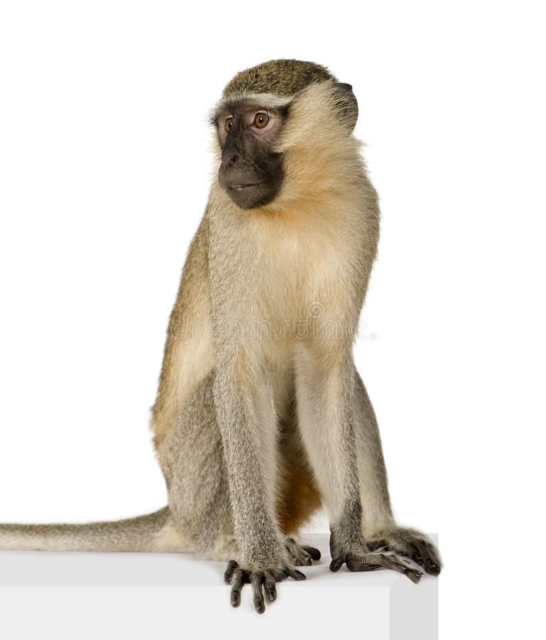 Singe de Vervet - pygerythrus de Chlorocebus images stock