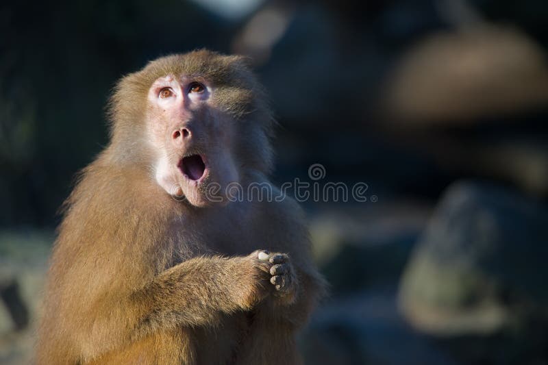 Singe drôle de babouin image libre de droits